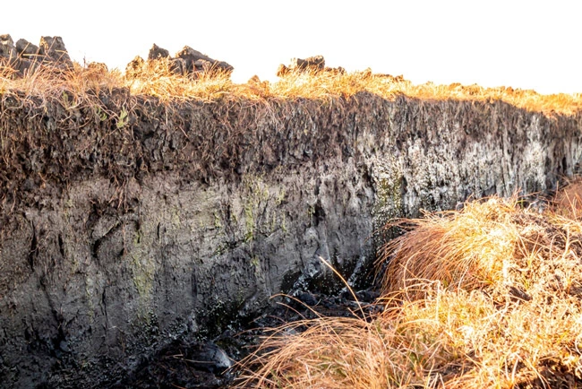 مواد تشکیل دهنده زغال سنگ نارس